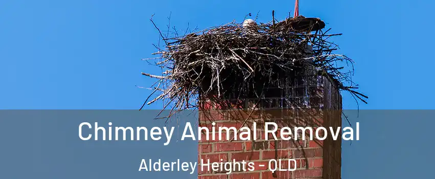 Chimney Animal Removal Alderley Heights - QLD