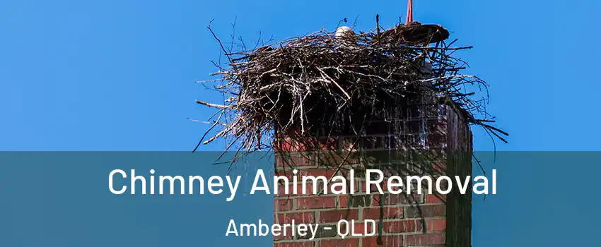 Chimney Animal Removal Amberley - QLD