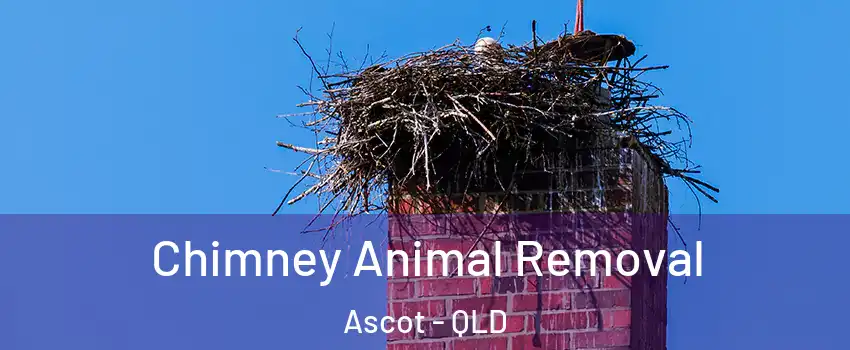 Chimney Animal Removal Ascot - QLD