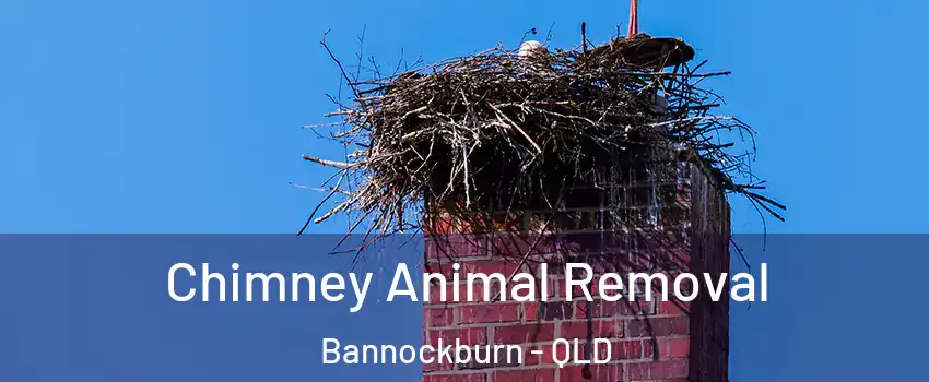 Chimney Animal Removal Bannockburn - QLD