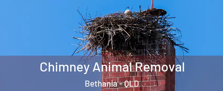 Chimney Animal Removal Bethania - QLD