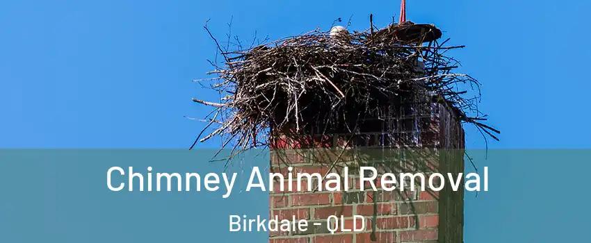 Chimney Animal Removal Birkdale - QLD