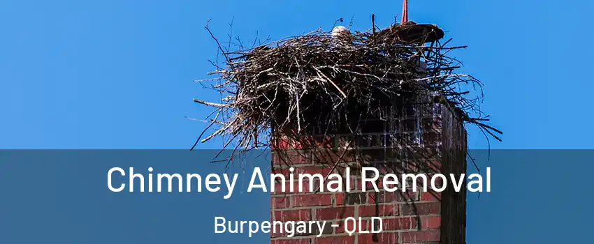 Chimney Animal Removal Burpengary - QLD