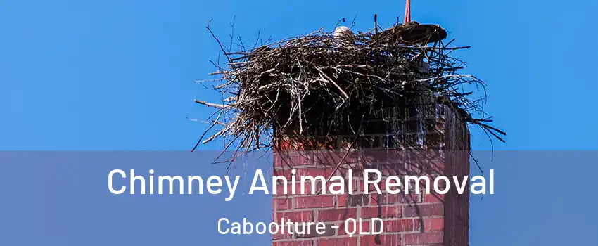Chimney Animal Removal Caboolture - QLD