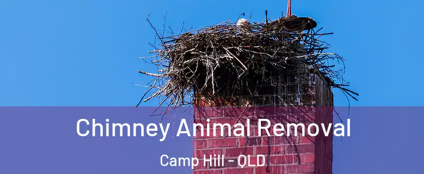 Chimney Animal Removal Camp Hill - QLD