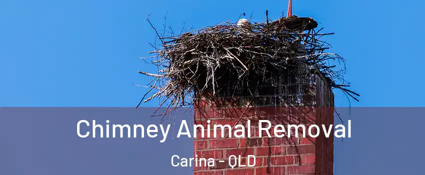 Chimney Animal Removal Carina - QLD