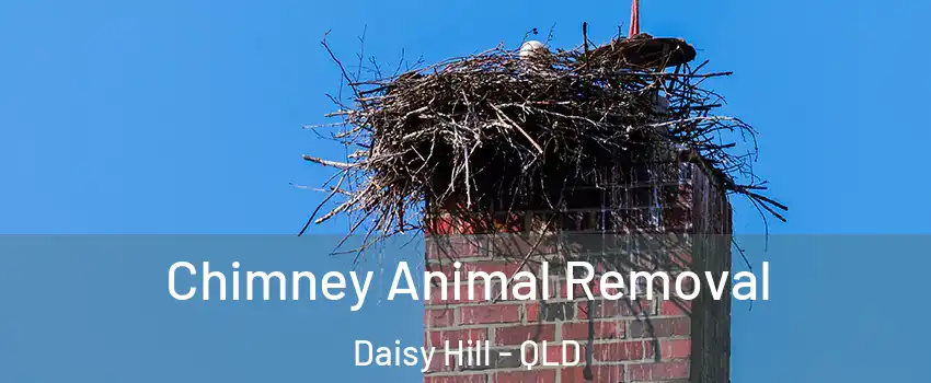 Chimney Animal Removal Daisy Hill - QLD