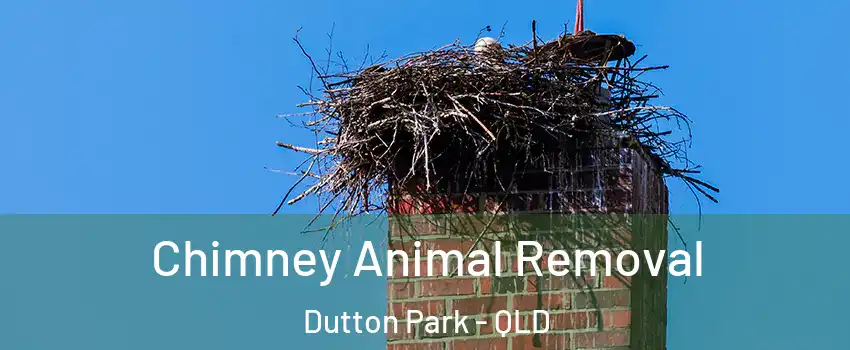 Chimney Animal Removal Dutton Park - QLD
