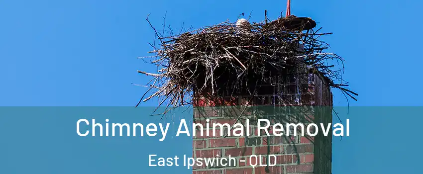 Chimney Animal Removal East Ipswich - QLD