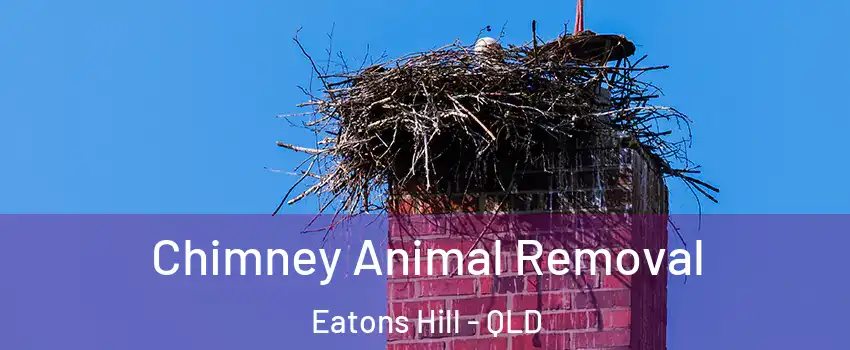 Chimney Animal Removal Eatons Hill - QLD