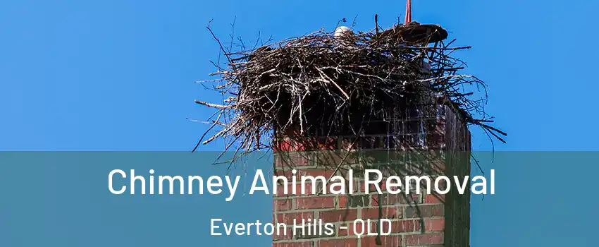 Chimney Animal Removal Everton Hills - QLD