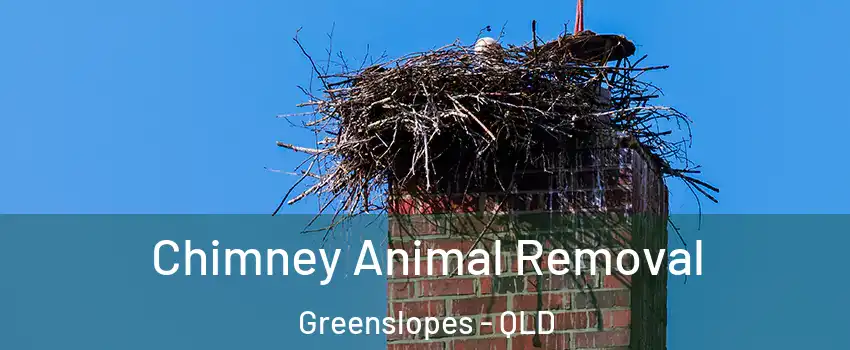 Chimney Animal Removal Greenslopes - QLD