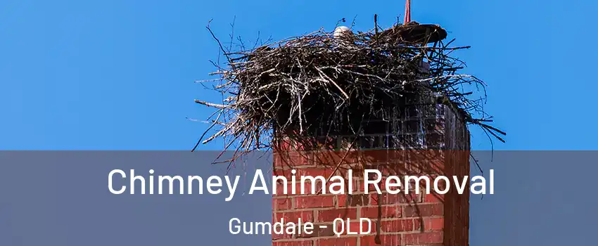Chimney Animal Removal Gumdale - QLD