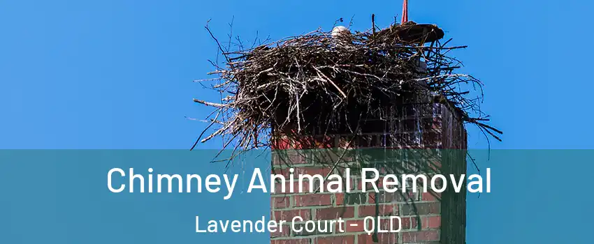 Chimney Animal Removal Lavender Court - QLD