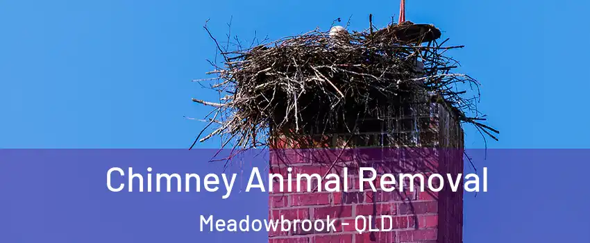 Chimney Animal Removal Meadowbrook - QLD