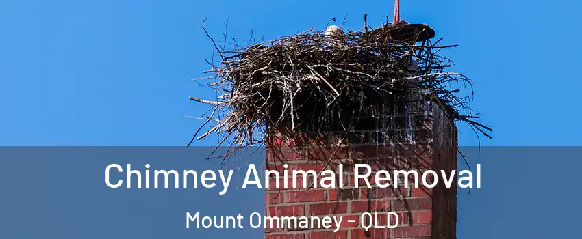  Chimney Animal Removal Mount Ommaney - QLD