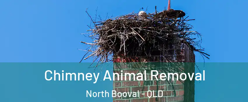 Chimney Animal Removal North Booval - QLD