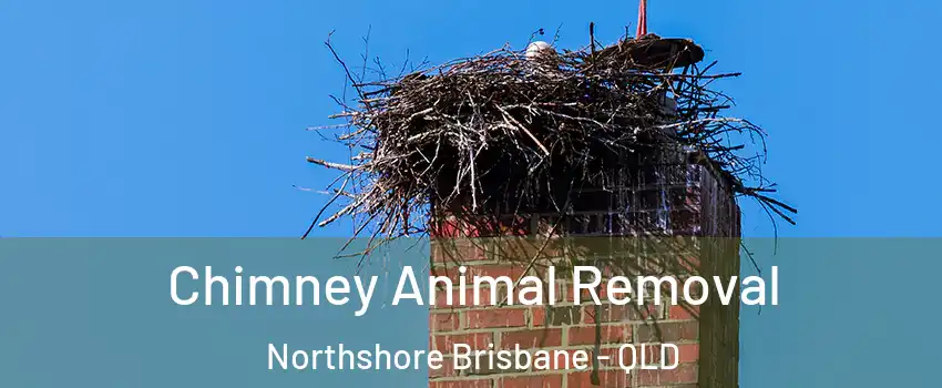 Chimney Animal Removal Northshore Brisbane - QLD