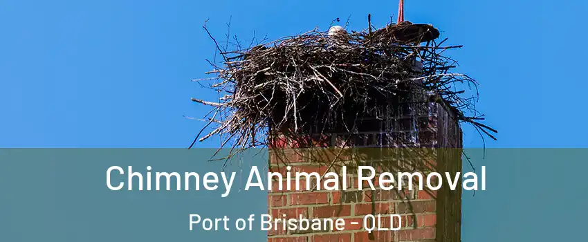 Chimney Animal Removal Port of Brisbane - QLD