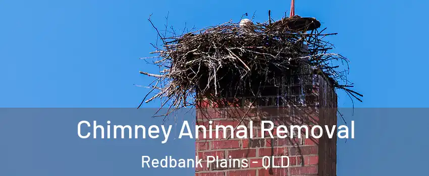Chimney Animal Removal Redbank Plains - QLD