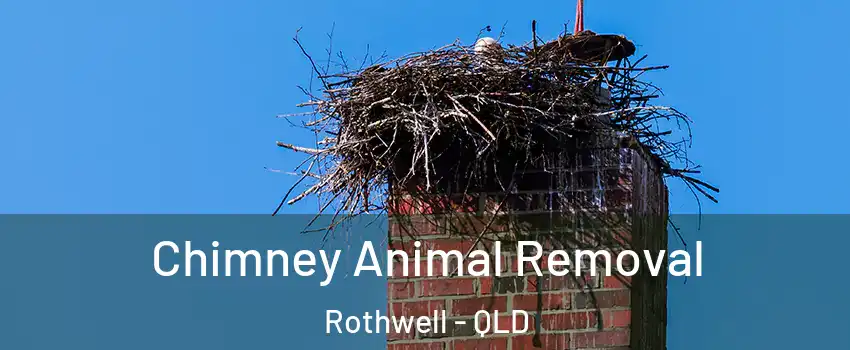 Chimney Animal Removal Rothwell - QLD