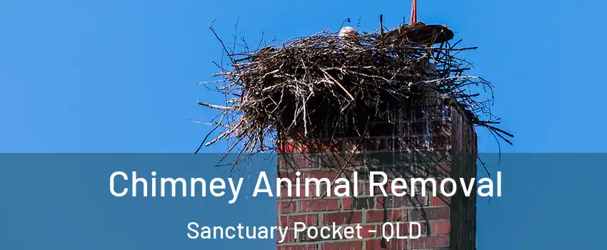 Chimney Animal Removal Sanctuary Pocket - QLD