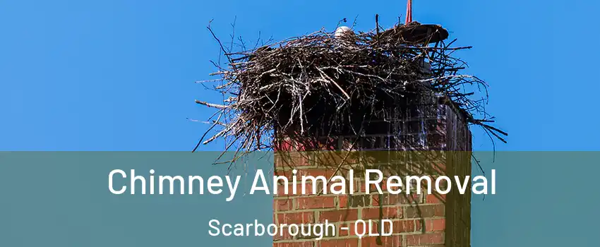 Chimney Animal Removal Scarborough - QLD