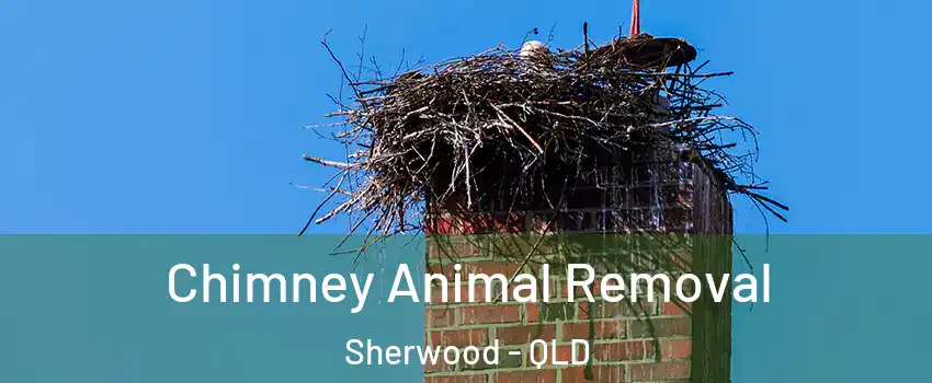 Chimney Animal Removal Sherwood - QLD