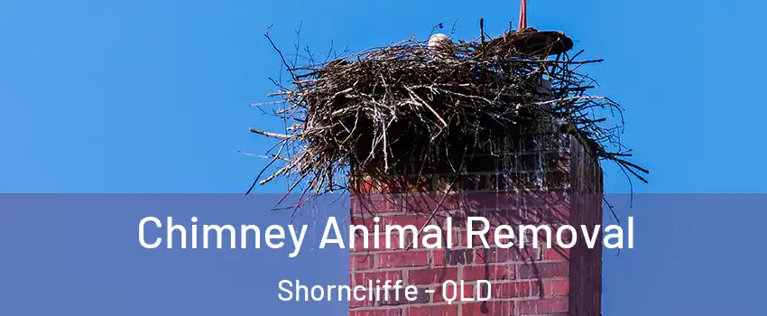 Chimney Animal Removal Shorncliffe - QLD