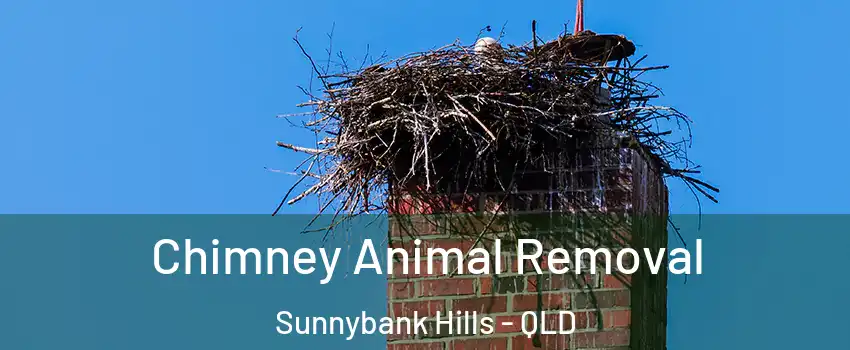 Chimney Animal Removal Sunnybank Hills - QLD