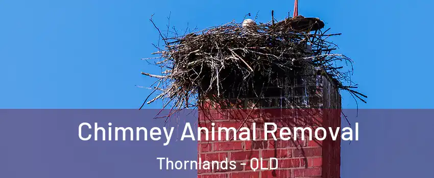Chimney Animal Removal Thornlands - QLD
