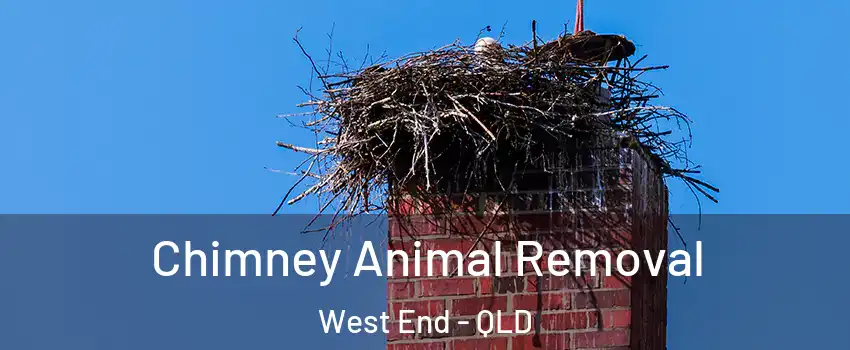 Chimney Animal Removal West End - QLD