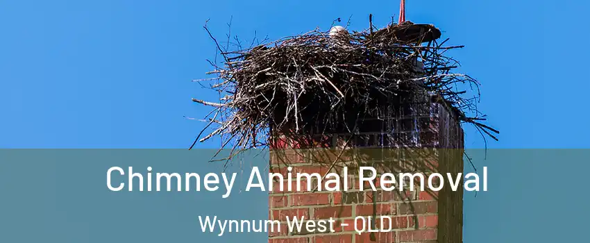 Chimney Animal Removal Wynnum West - QLD