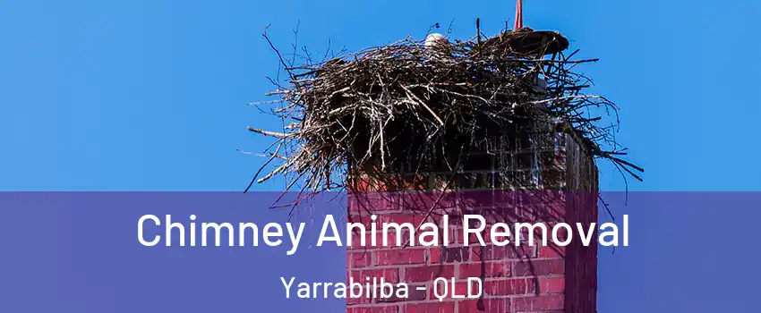 Chimney Animal Removal Yarrabilba - QLD